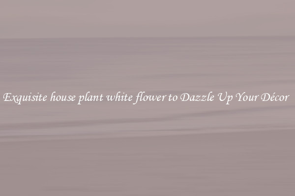 Exquisite house plant white flower to Dazzle Up Your Décor  
